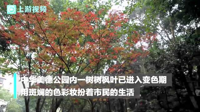 冬日秋韵入画来④ | 又到红枫满园时