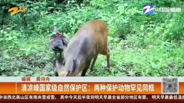 清凉峰国家级自然保护区:两种保护动物罕见同框