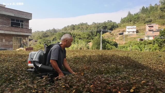 双滘镇藿香一年扩种10倍,农户需理性