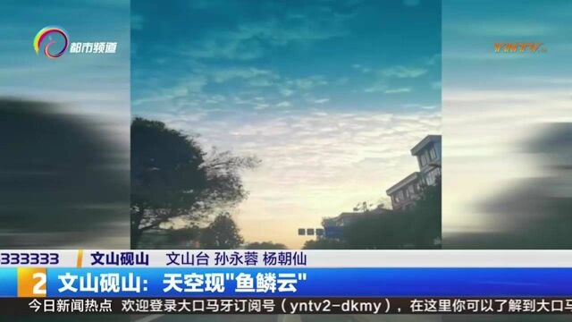 壮观!云南文山清晨巧遇“鱼鳞云”,天空鎏金般夺目太美了