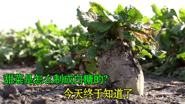 甜菜是如何制成白糖的?甜菜和甘蔗制的糖哪个更甜?