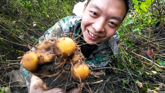 上山挖狗爪爪,挖了7个都没有一个完美的,直到最后一个激动得不行