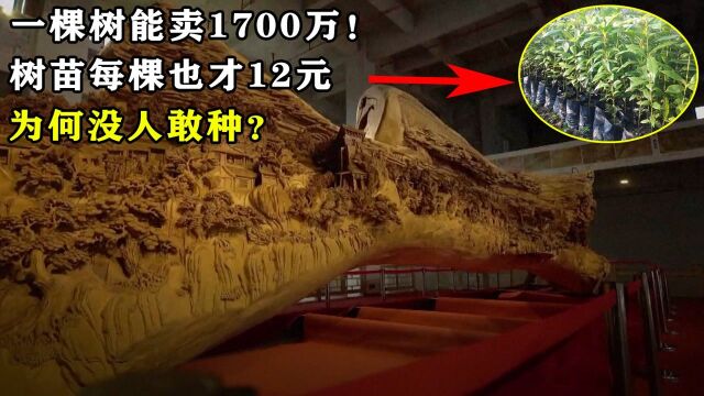 一棵树能卖1700万!树苗每棵也才12元,为何没人敢种?