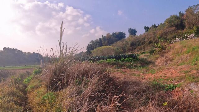 冬天里的家乡田园风景