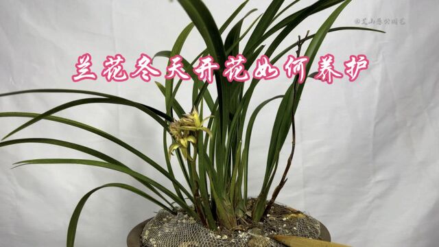 冬季兰花开花,如何养护才能花期长、香味浓,很实用!新手快来看看.