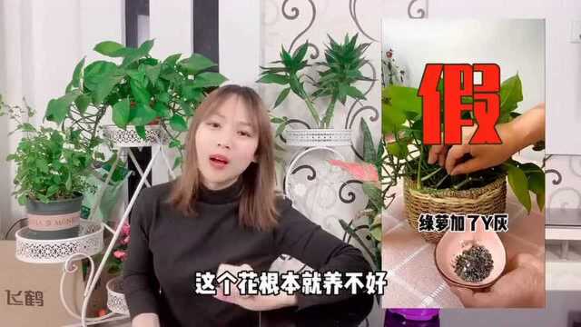 小花农揭秘,播放超1000万的养花妙招居然都是假知识,来看看你被坑了没