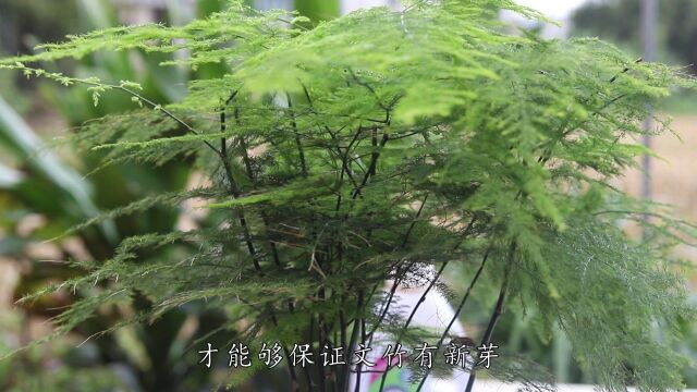 养文竹要牢记“3怕1喜”,养护简单,新芽长多多