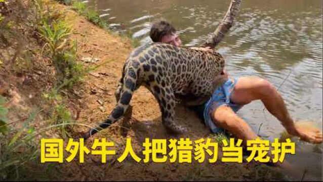 猎豹竟然能当宠物?国外小哥把猎豹当猫咪,网友留言也想要一只