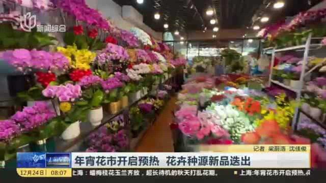 年宵花市开启预热 花卉种源新品迭出