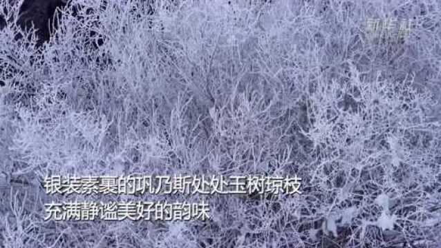 新疆的雪花开了,来嗨!