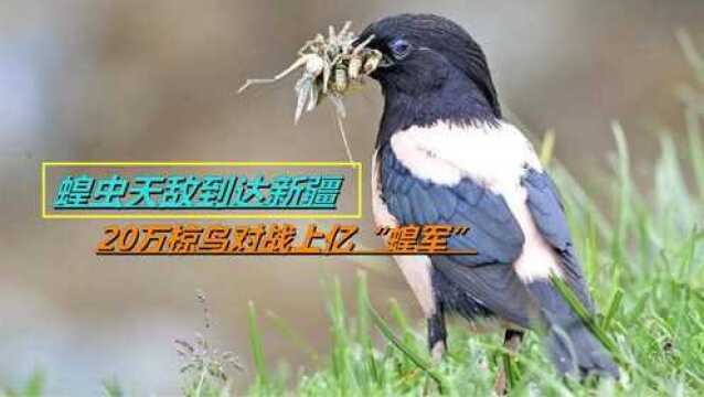 蝗虫天敌到达新疆,20万椋鸟对战上亿“蝗军”,灭蝗大战开始