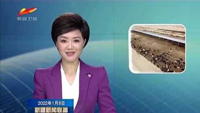 巴楚县:畜牧养殖助力农民稳定增收