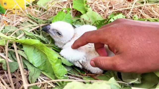 男子从外面捡到了一只小鹰,记录它从幼崽到展翅高飞的过程