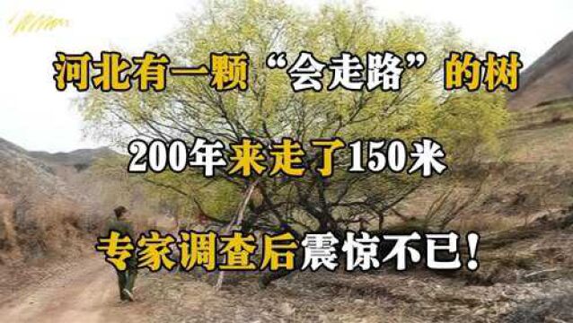 河北惊现会行走的大树,200年走了150米,专家揭开大树行走之谜!