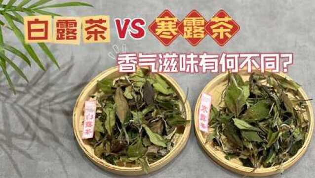 都是秋白茶,白露茶与寒露茶有哪些不同?听完村姑陈的讲解,懂了