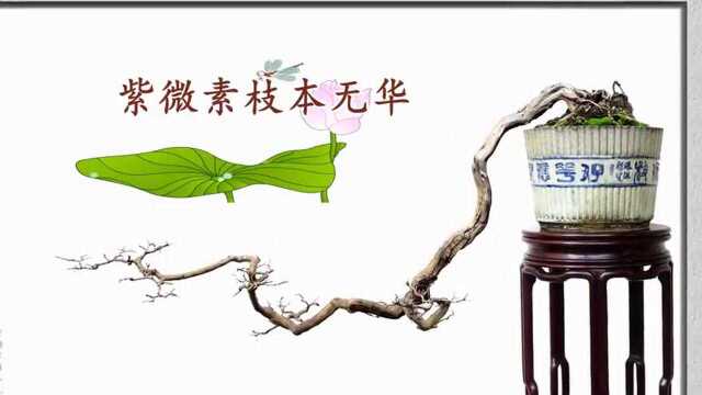 韩学年盆景艺术二(杂木1)超清