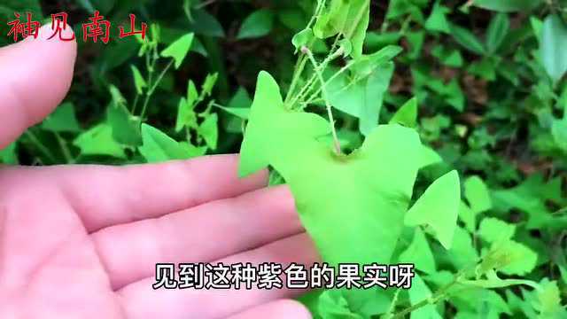 植物杠板归人称“蛇退草”,民间的中药材,看看农民有啥用?