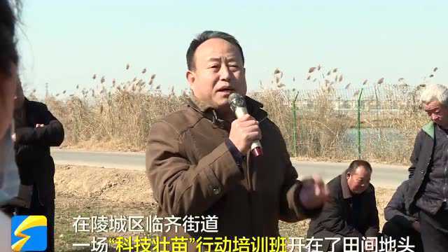 德州陵城区:农技专家田间地头把“麦”支招 ,“科技壮苗”行动助力春管