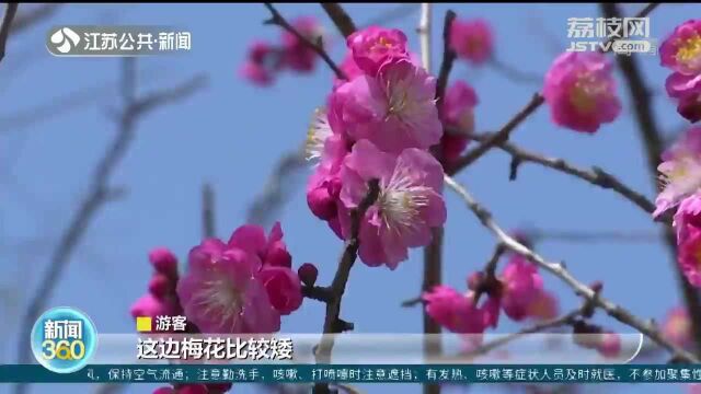 南京:万亩梅林集体绽放 超130个品种搭建浪漫花道