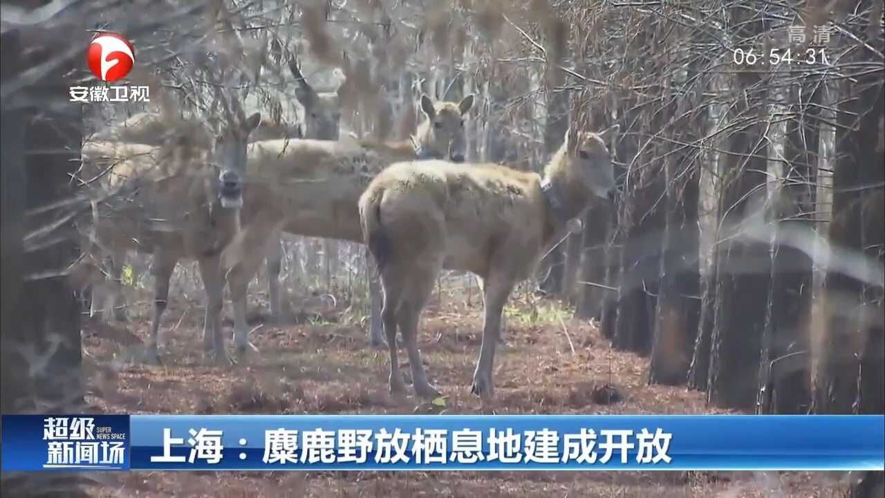 上海:麋鹿野放栖息地建成开放,跟着航拍镜头去看看