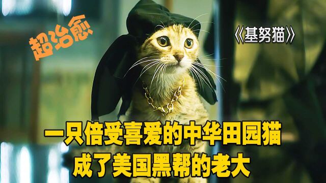 基努猫:一只倍受喜爱的中华田园猫,成了美国黑帮的老大