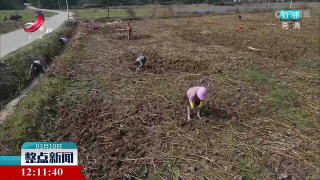 广昌:“太空莲”藕种畅销全国