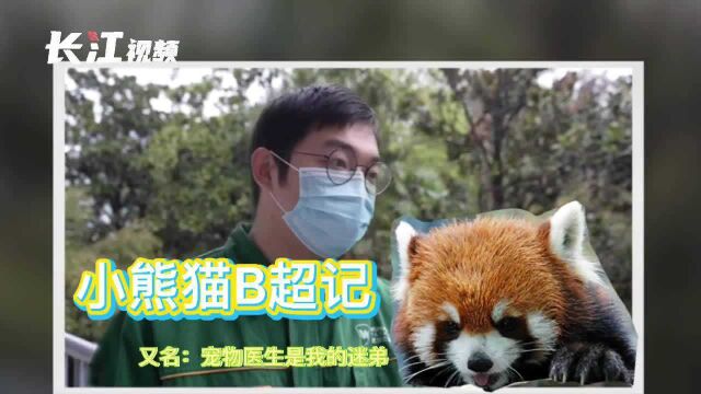 小熊猫“糊米酒”的B超报告