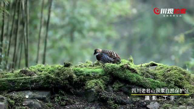 珍贵影像!川观拍客记录国宝级鸟类四川山鹧鸪飞翔画面