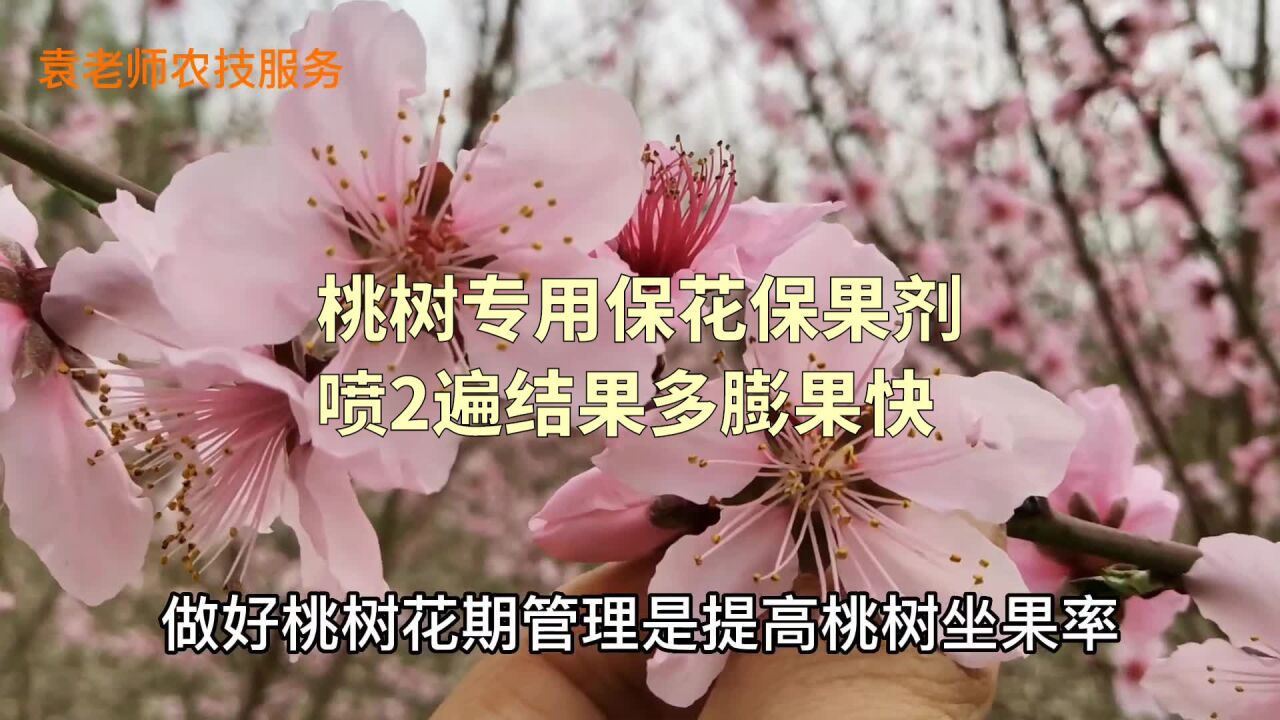 桃树专用保花保果药剂,盛花期喷2遍,结果多膨果又快