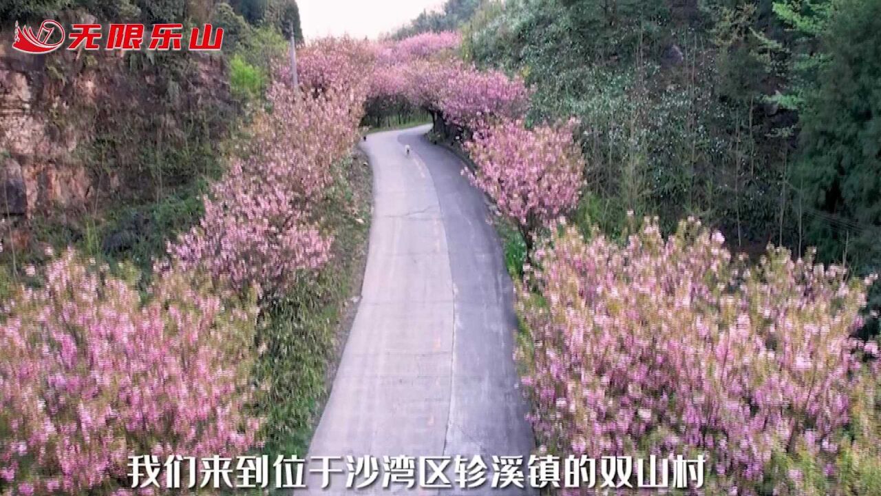 春光·诱惑—轸溪镇双山村:感受高山樱花的浪漫!