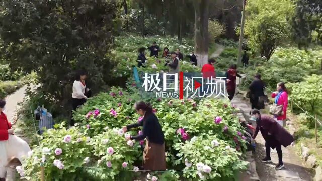 【视频】珍品黄牡丹添彩!3000株国花牡丹欢闹植物园