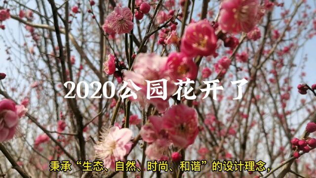 就在平度!2020公园花开了,以建成年份命名,好多人来玩了