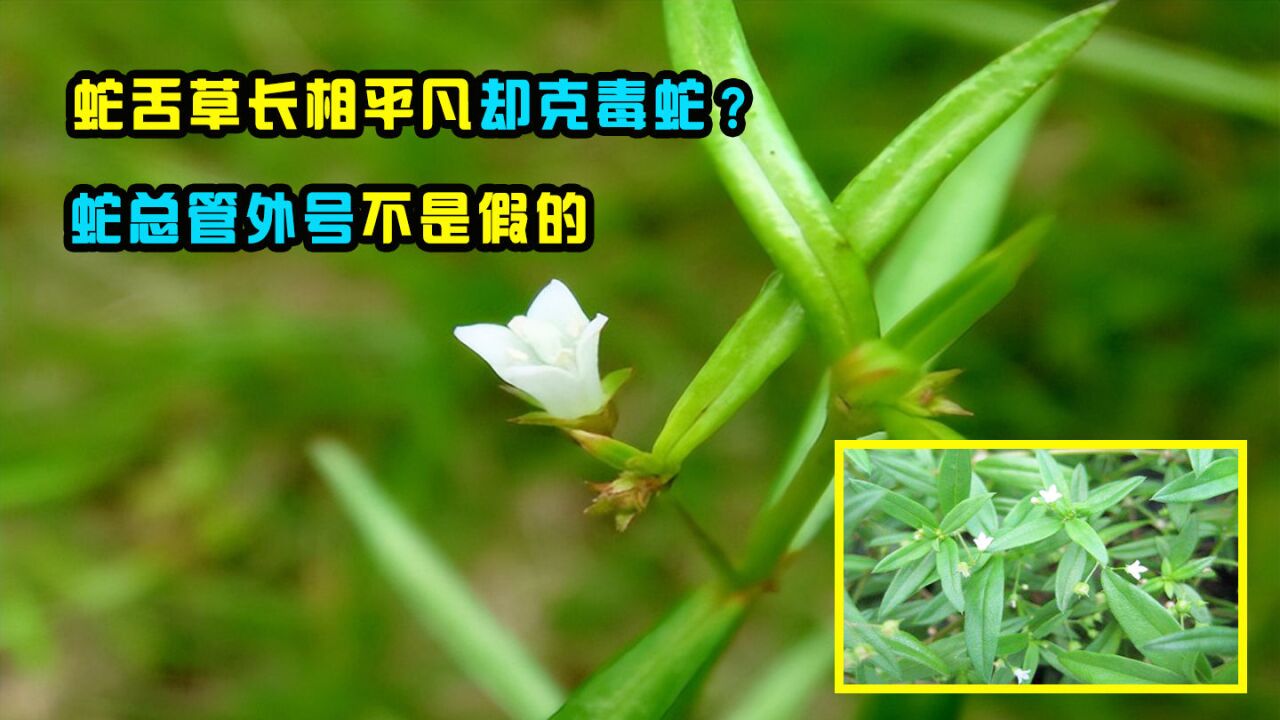 蛇舌草俗称"蛇总管,长相平凡却是毒蛇克星,它有多厉害呢?