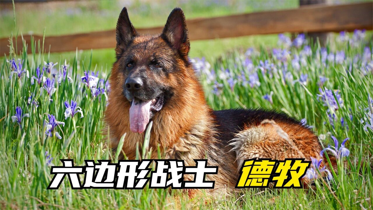 犬中唯一的六边形战士,完美工作犬德牧,你会养吗