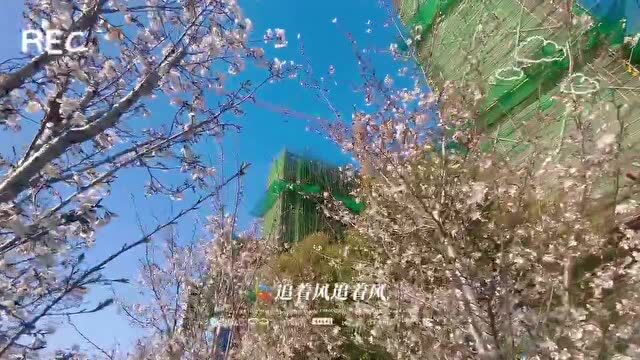 新通扬河生态区,又看“花”眼啦~