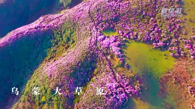 千城胜景|贵州乌蒙大草原:万亩杜鹃 花开成海