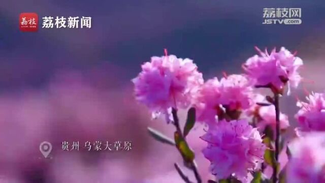 姹紫嫣红!贵州乌蒙大草原万亩杜鹃花开遍野