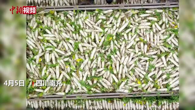 同心守“沪”川商总会组织首批120吨蔬菜驰援上海