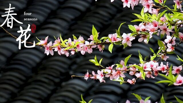 株洲ⷥ‘覜륎𛮐Š哪儿丨炎帝陵景区:花开醉春风 嫣红春意浓