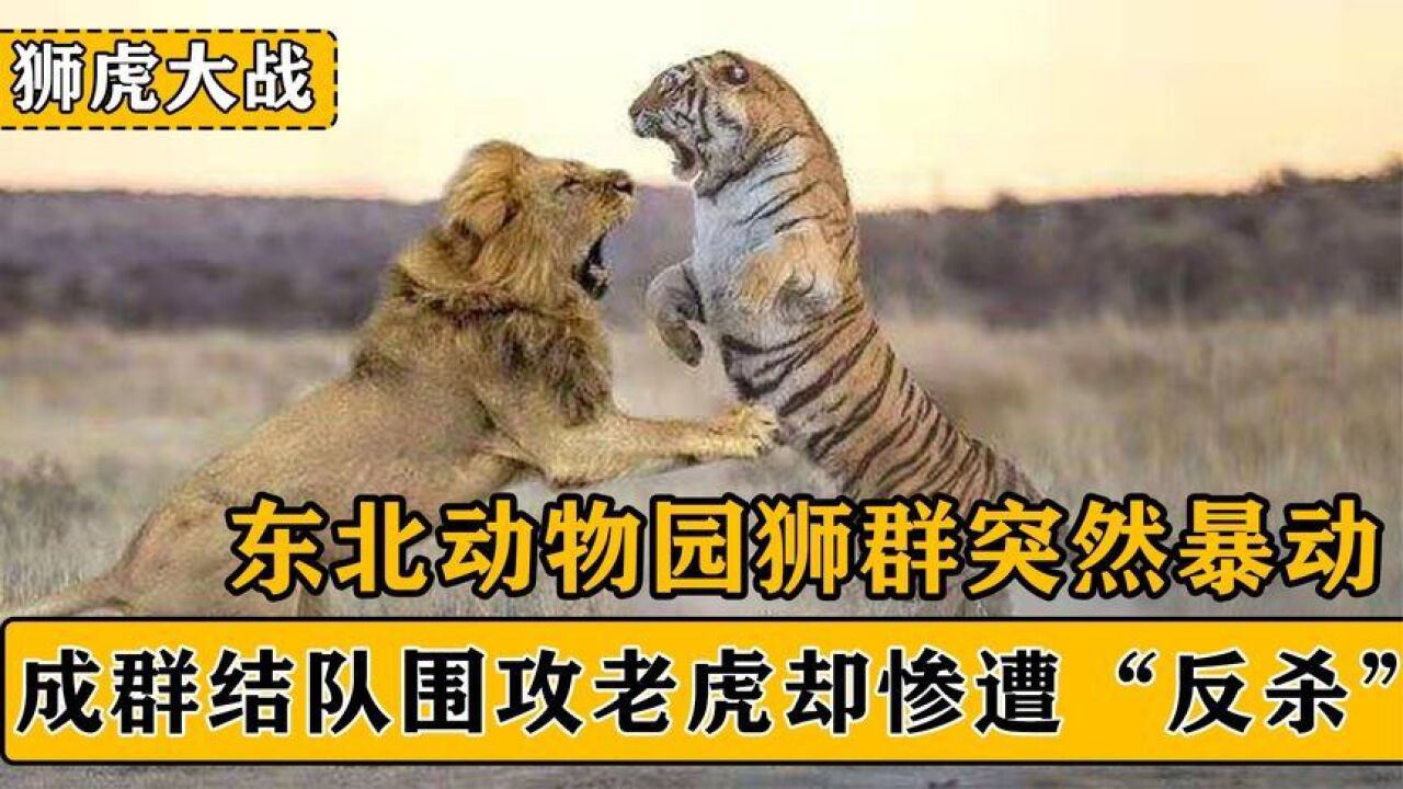 东北动物园狮群暴动,围攻白虎却惨遭"反杀,狮群干不过老虎?