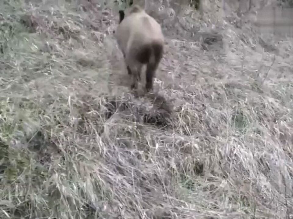 这是啥狗?野猪吓得都被追着跑,这狗胆儿也太大了!