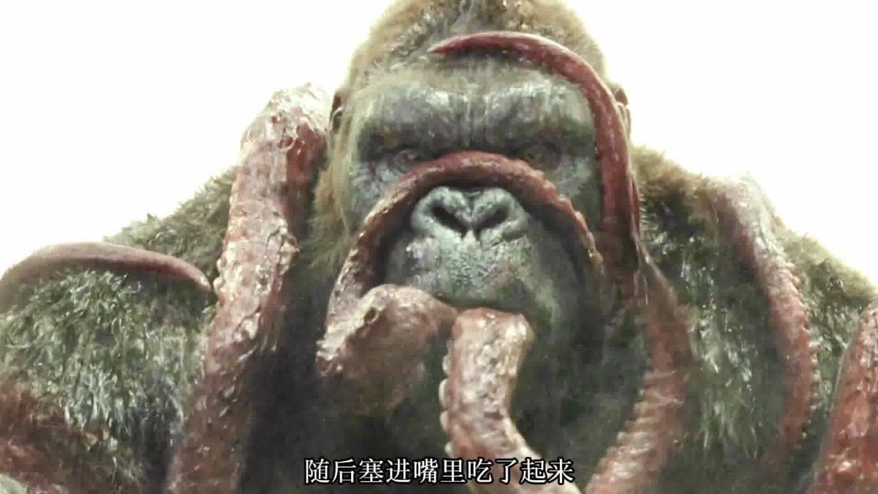 金刚大战巨型章鱼