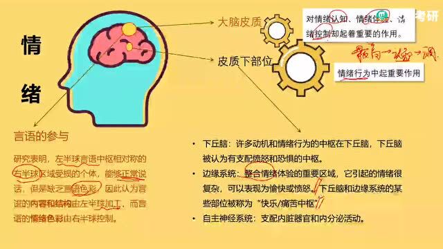 普心易错题讲解|当我emo的时候,是大脑的哪部分脑区在控制的?