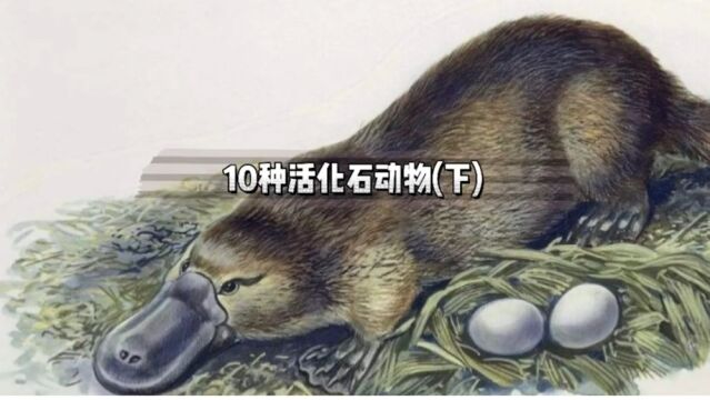 这10种号称活化石的动物你认识几个?今天村长带你看看地球远古生物,最后一个光想想就毛骨悚然!