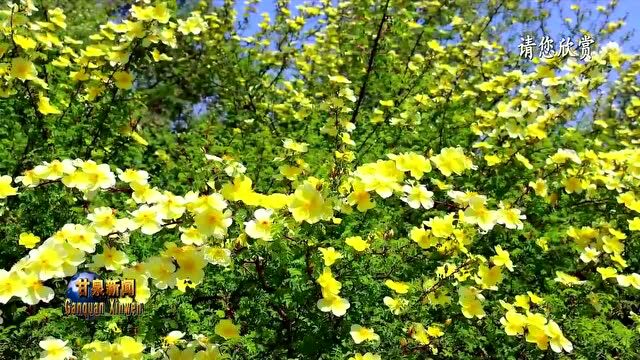 【欣赏片】甘泉县下寺湾镇:“生态立镇”让大地披上“新绿装”