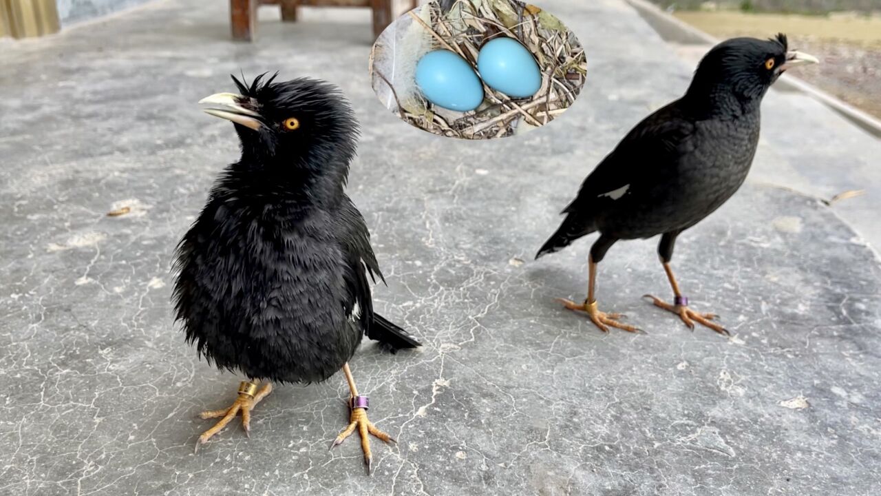 原来八哥的鸟蛋不能碰,碰了有手气就会弃蛋