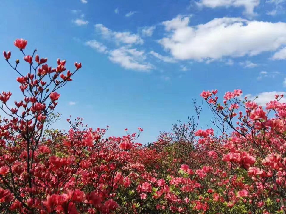 满山的杜鹃花 是初夏的味道