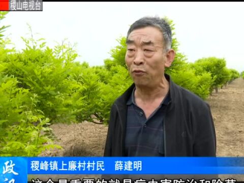 稷峰镇上廉村:千亩槐园绿灿灿 走出产业致富路