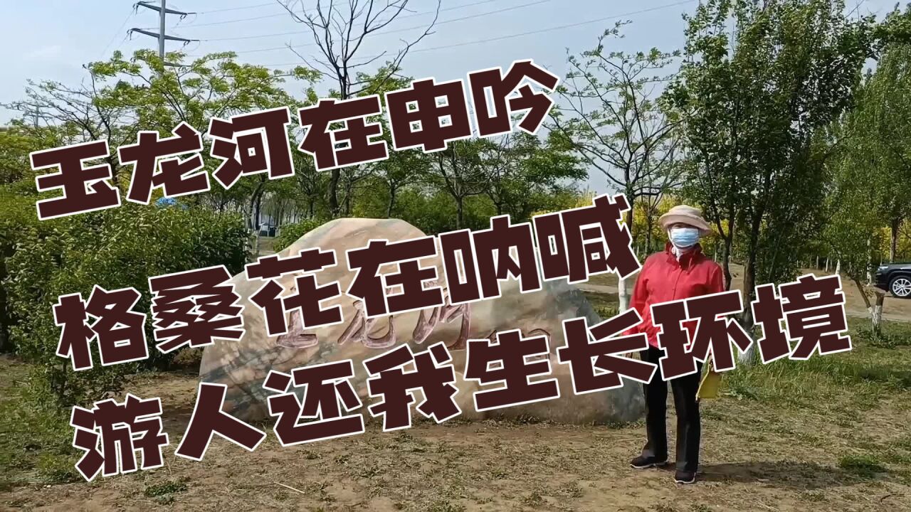 玉龙河在申吟,格桑花在呐喊,游人还我生长环境.