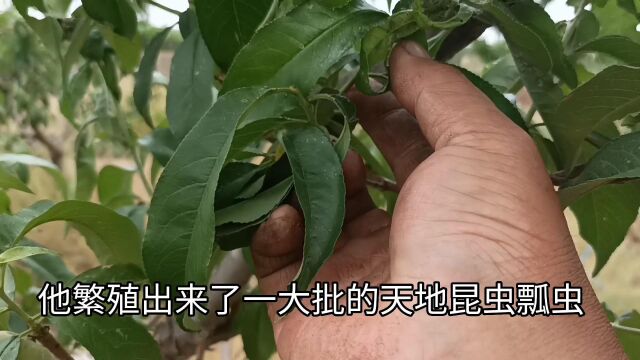 蚜虫一定是“害虫”?未必!用系统观来理解生态文明视野下的生物多样性